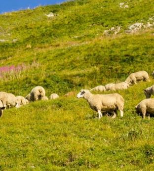 Tour du Mont Blanc Guide